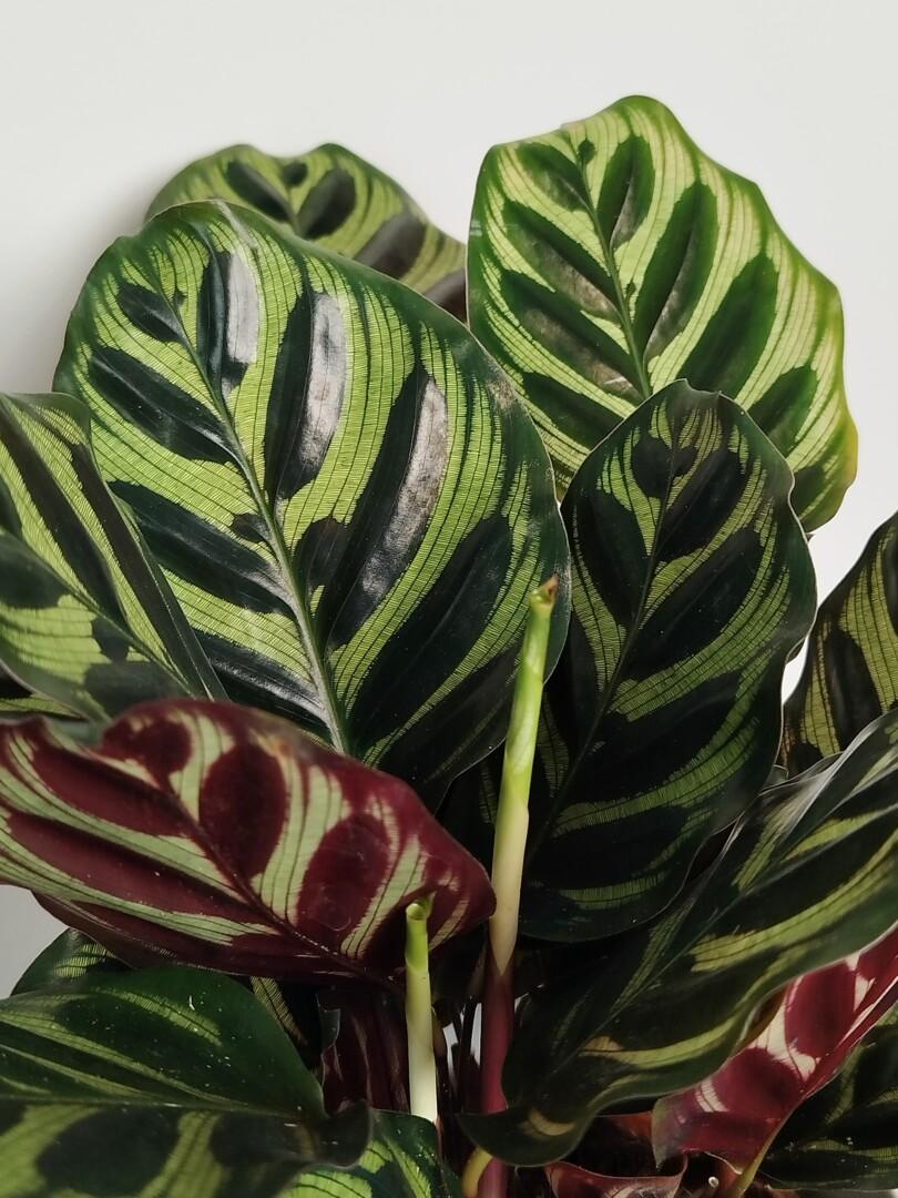 Calathea Makoyana - Pavji rep