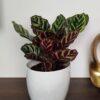 Calathea Makoyana - Pavji rep