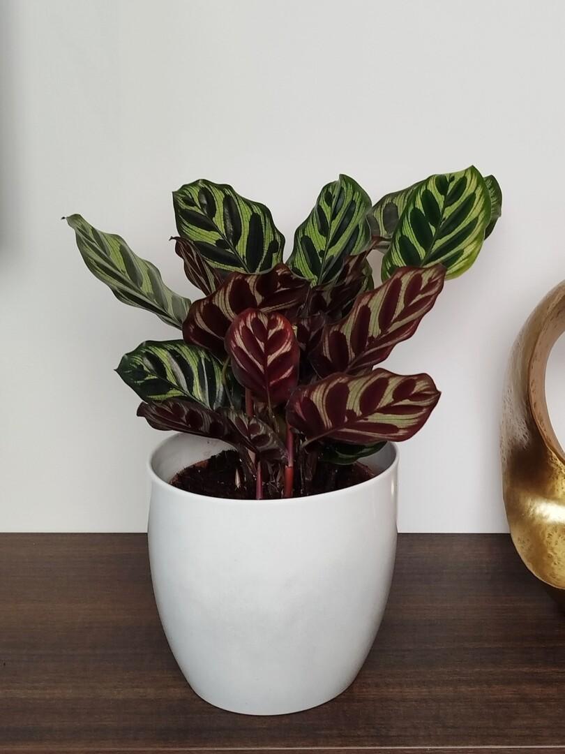 Calathea Makoyana - Pavji rep