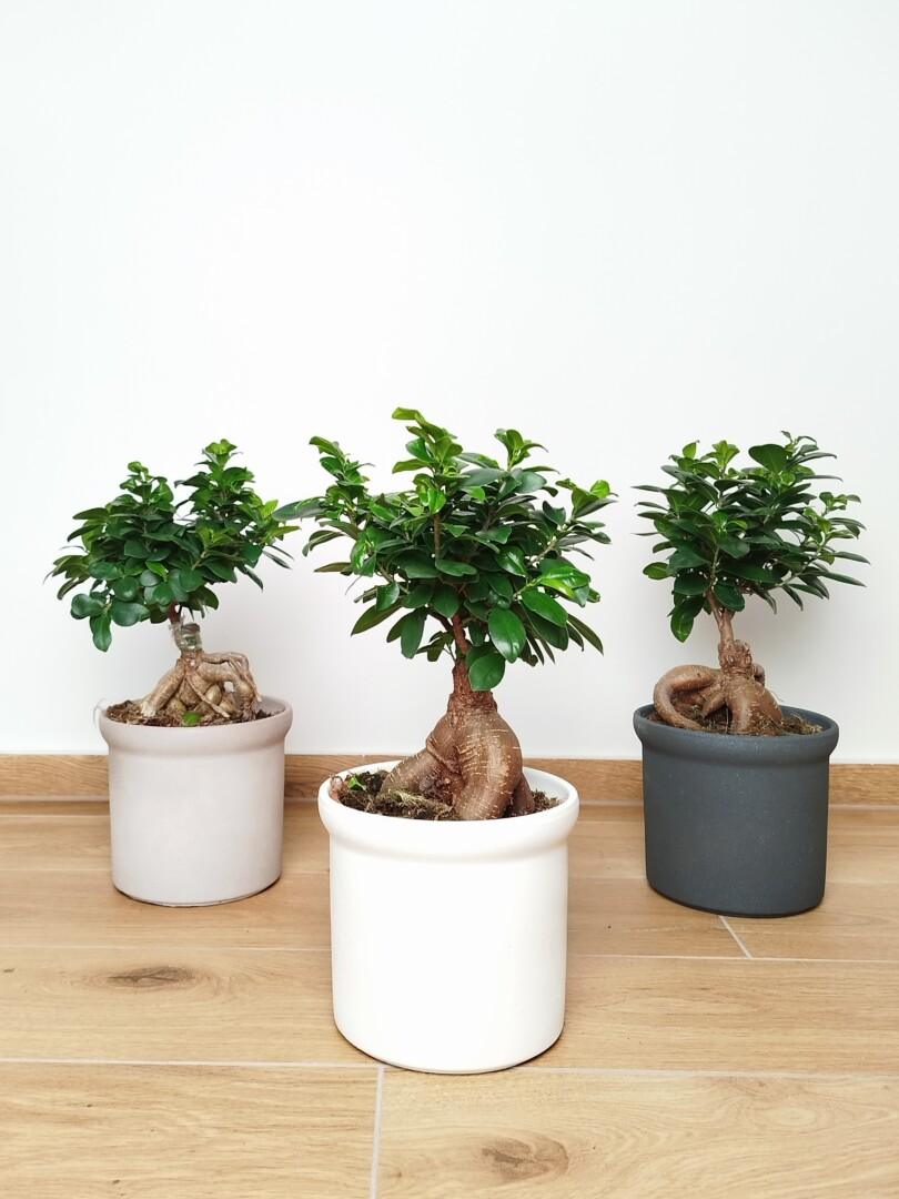 Ficus ginseng - Bonsaj fikus microcarpa v okrasnem loncu