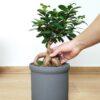 Ficus ginseng - Bonsaj fikus microcarpa v okrasnem loncu