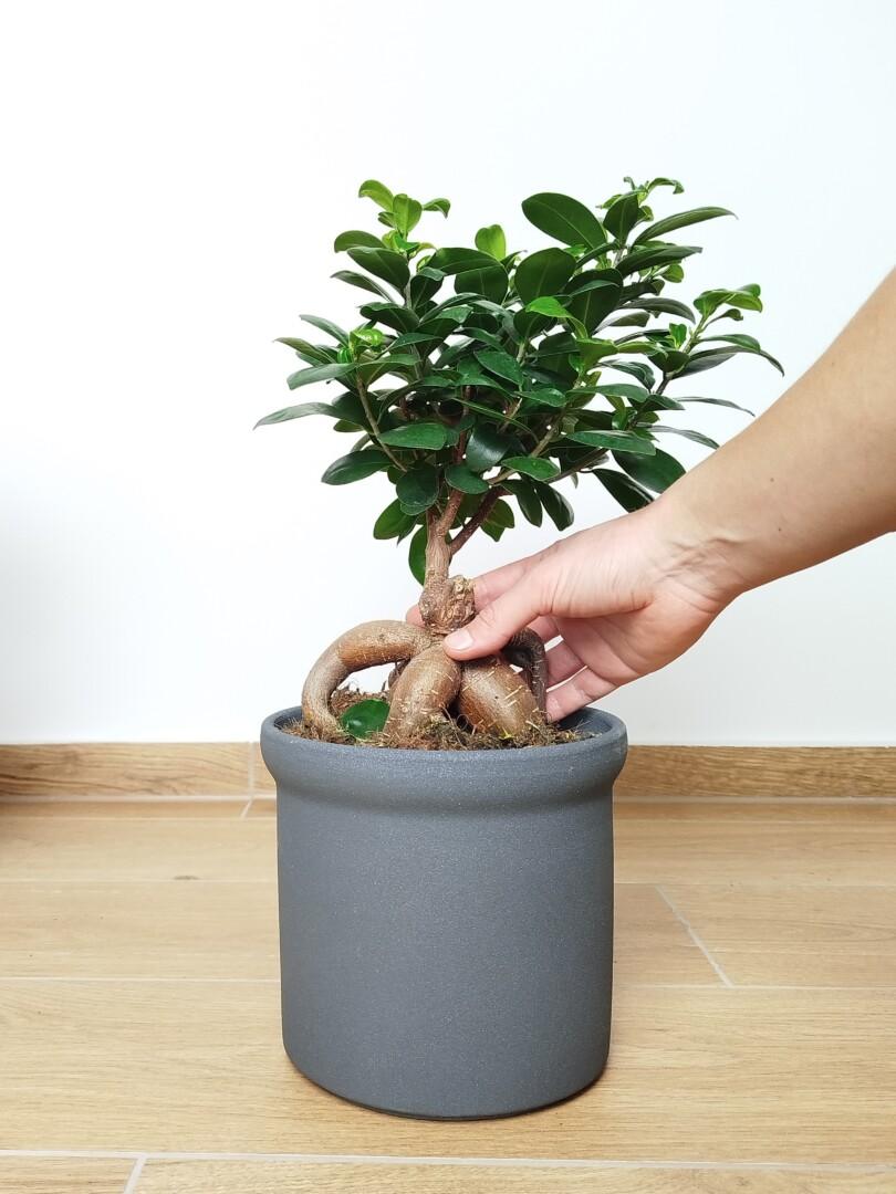 Ficus ginseng - Bonsaj fikus microcarpa v okrasnem loncu