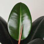 Ficus elastica - Gumovec