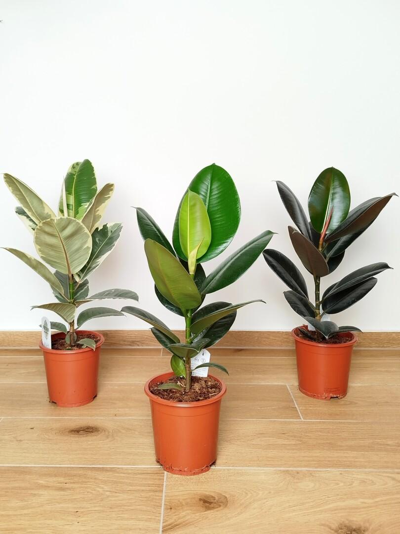 Ficus elastica - Gumovec