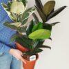 Ficus elastica - Gumovec