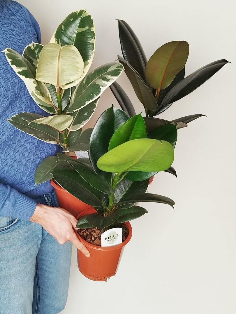 Ficus elastica - Gumovec