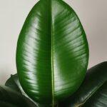 Ficus elastica - Gumovec