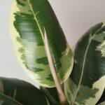 Ficus elastica - Gumovec