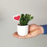 Srčkane mini sukulente - mix sukulent z okrasnim lončkom