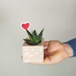 Srčkane mini sukulente - mix sukulent z okrasnim lončkom