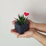 Srčkane mini sukulente - mix sukulent z okrasnim lončkom
