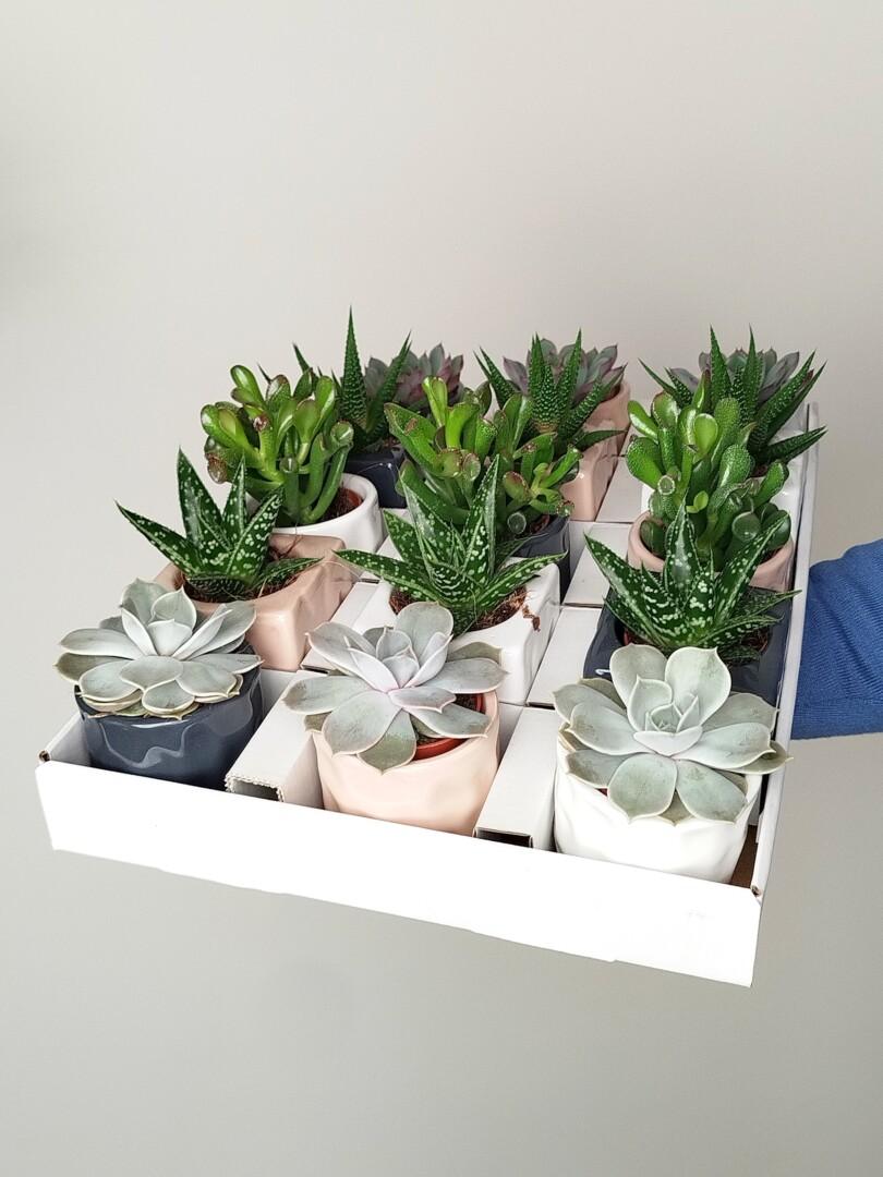 Srčkane mini sukulente - mix sukulent z okrasnim lončkom