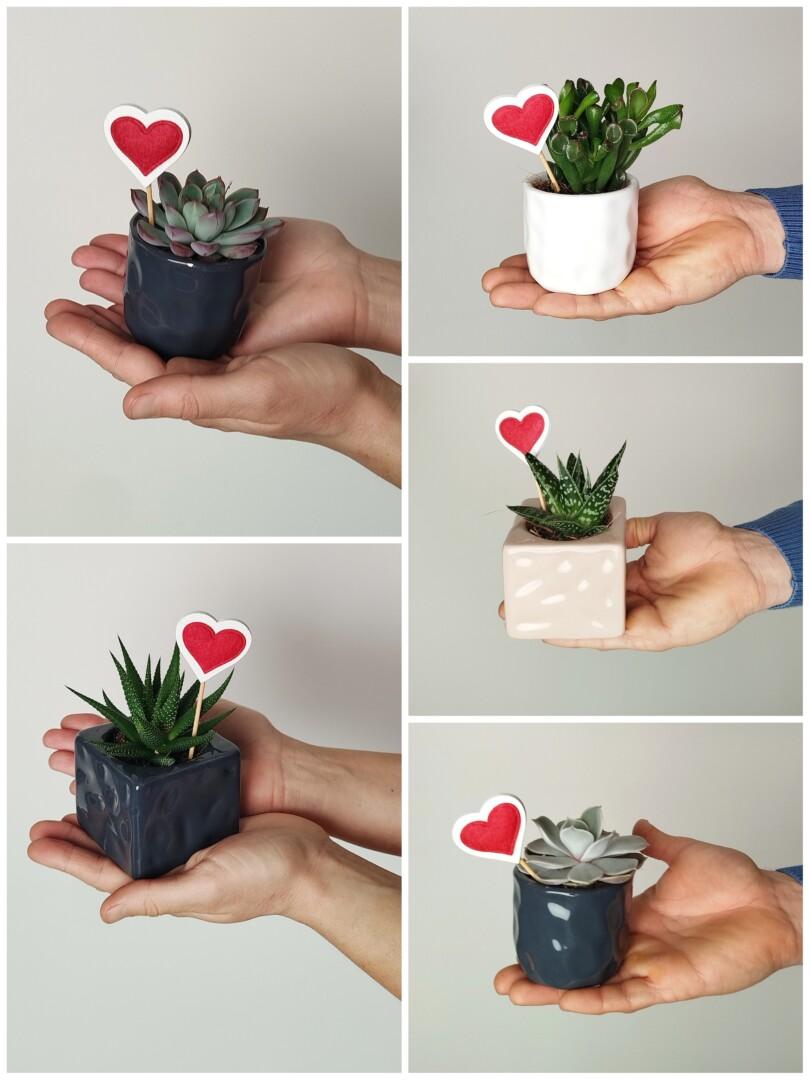 Srčkane mini sukulente - mix sukulent z okrasnim lončkom