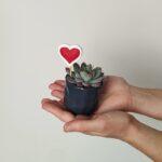 Srčkane mini sukulente - mix sukulent z okrasnim lončkom