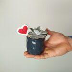 Srčkane mini sukulente - mix sukulent z okrasnim lončkom