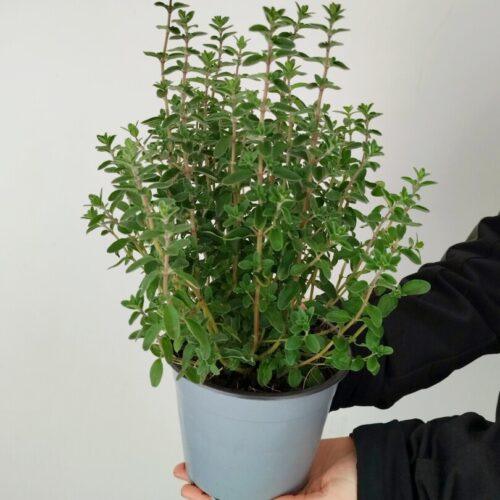 Origanum majorana - Majaron