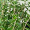 Origanum majorana - Majaron