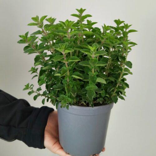 Origanum vulgare - Origano