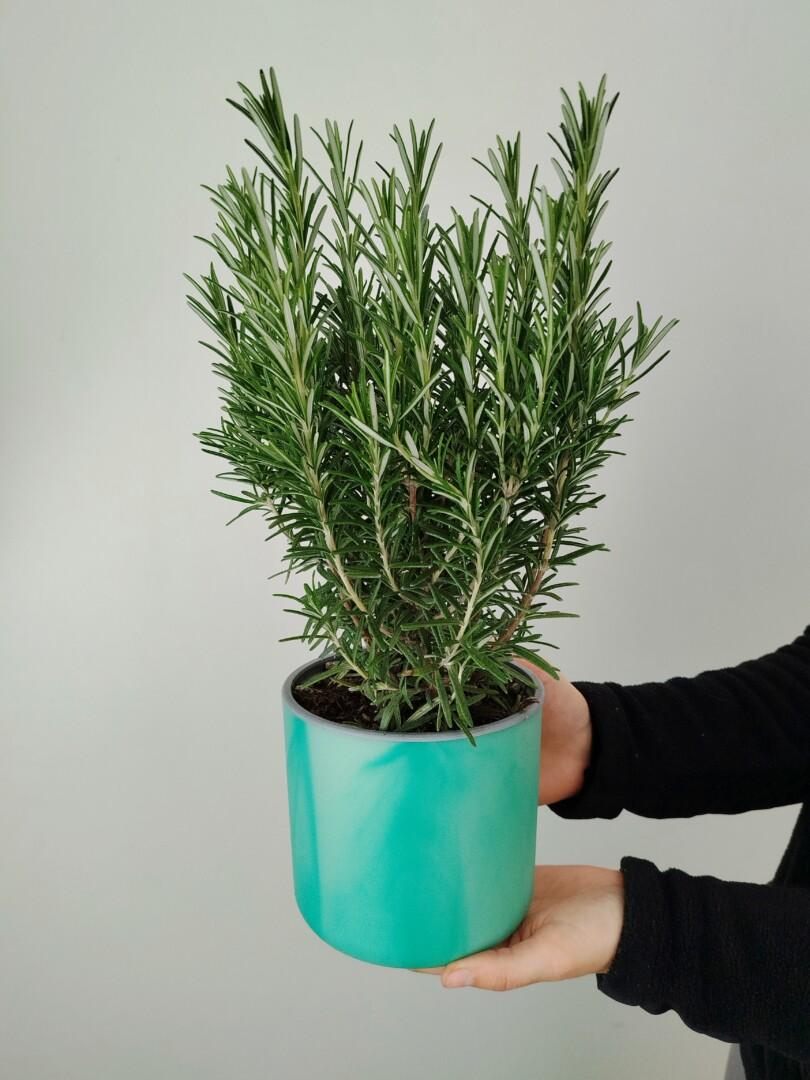 Rosmarinus officinalis - Rožmarin