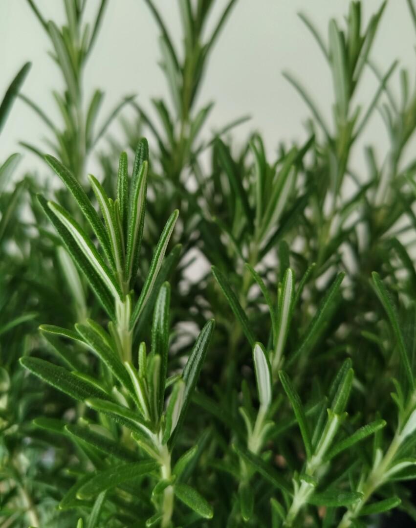 Rosmarinus officinalis - Rožmarin