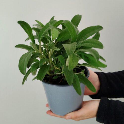 Salvia officinalis - žajbelj