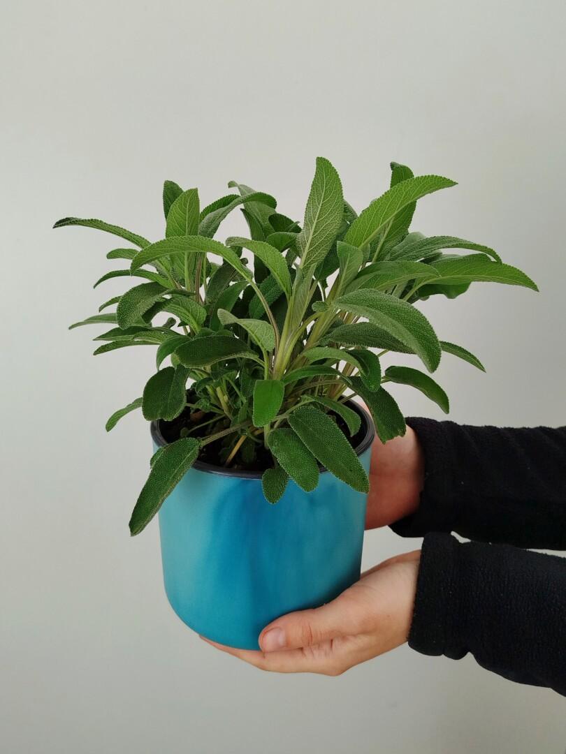 Salvia officinalis - žajbelj