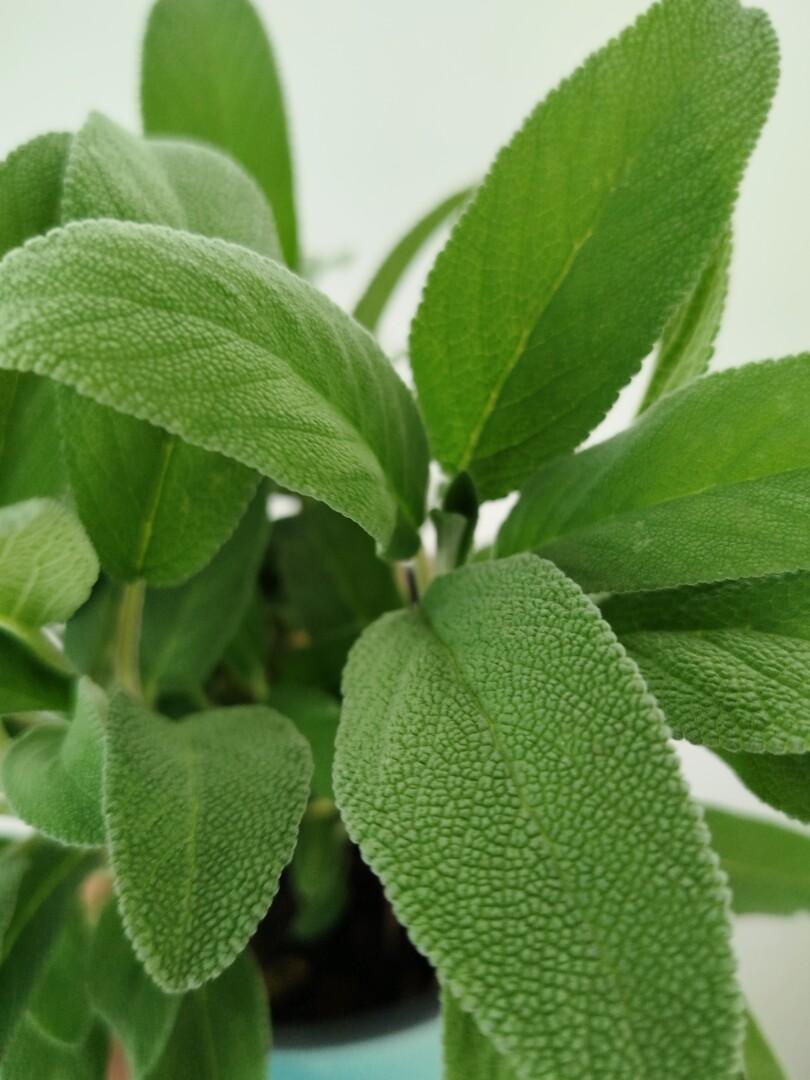 Salvia officinalis - žajbelj