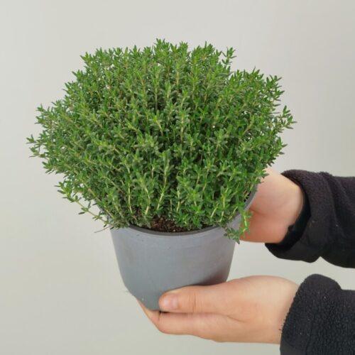 Thymus vulgaris - Timijan