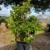 ARBUTUS UNEDO 45L Arbutus unedo - Jagodičnica