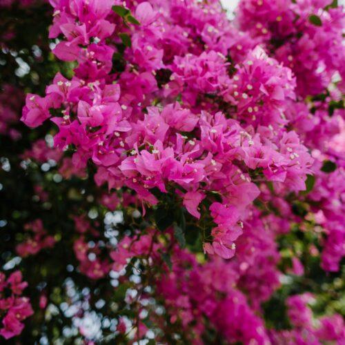 Bougainvillea Sanderiana - Moretini2 Bougainvillea – bugenvilija