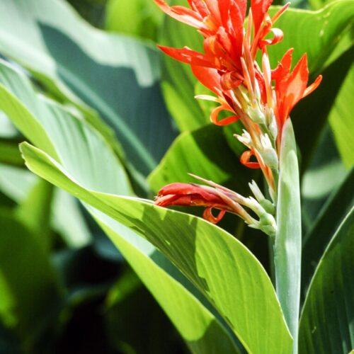 Canna brasiliensis "Cannova" - Kana