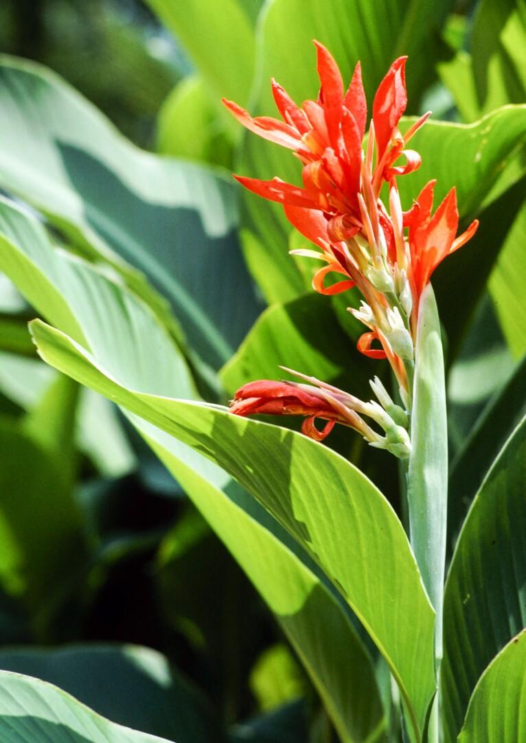 Canna bras. - Moretini Canna brasiliensis "Cannova" - Kana
