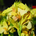 Canna brasiliensis "Cannova" - Kana