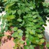 Ficus pumila - Moretini Ficus pumila - plazeči fikus
