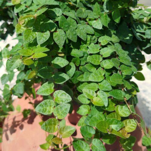 Ficus pumila - Moretini Ficus pumila - plazeči fikus