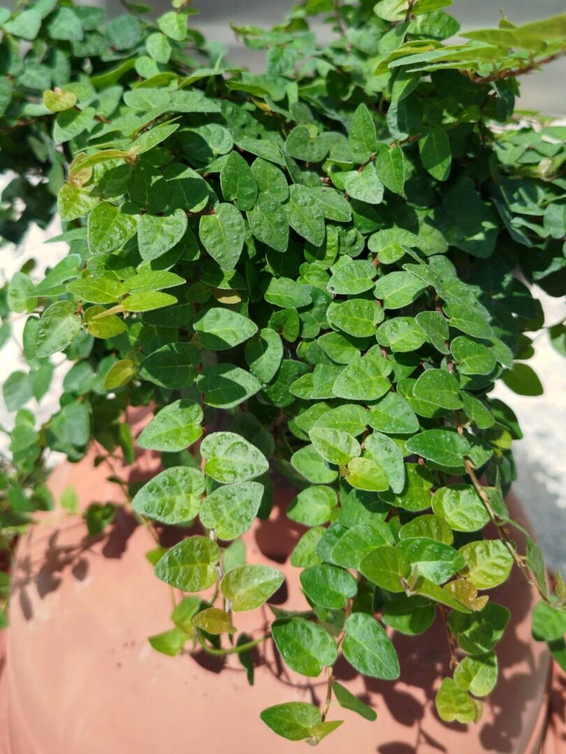 Ficus pumila - Moretini Ficus pumila - plazeči fikus