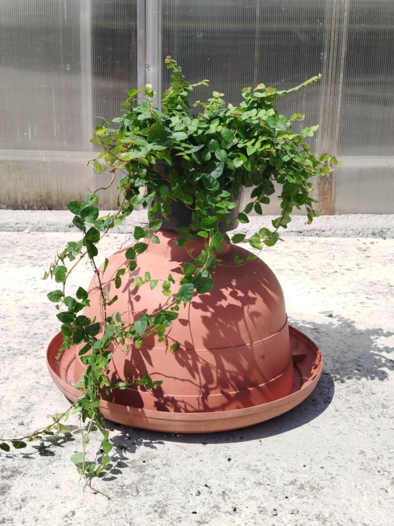 Ficus pumila - Moretini1 Ficus pumila - plazeči fikus