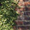 Ficus pumila - Moretini2 Ficus pumila - plazeči fikus