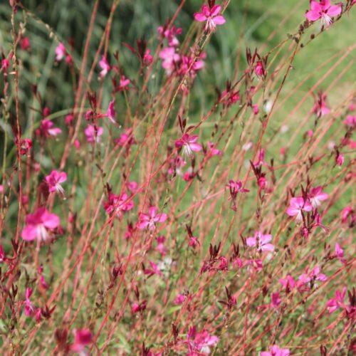 Gaura lindheimeri 'Gambit Rose' – gavra
