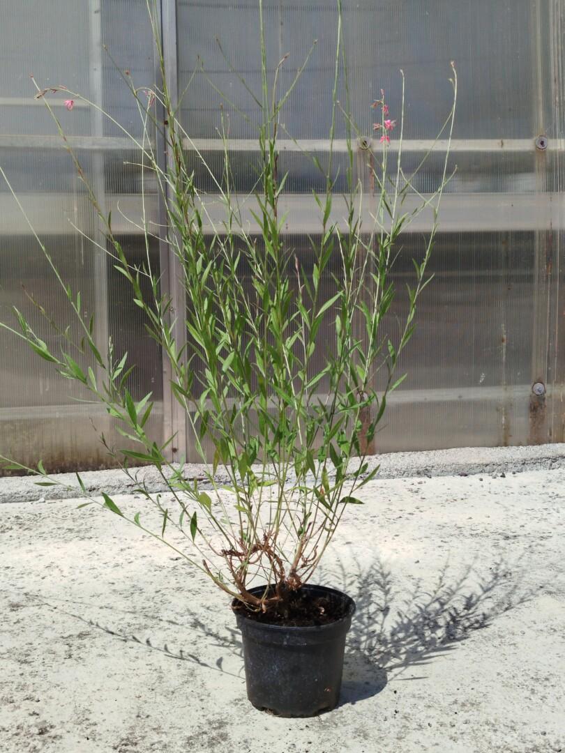 Gaura lind. Gambit Rose - Moretini Gaura lindheimeri 'Gambit Rose' – gavra