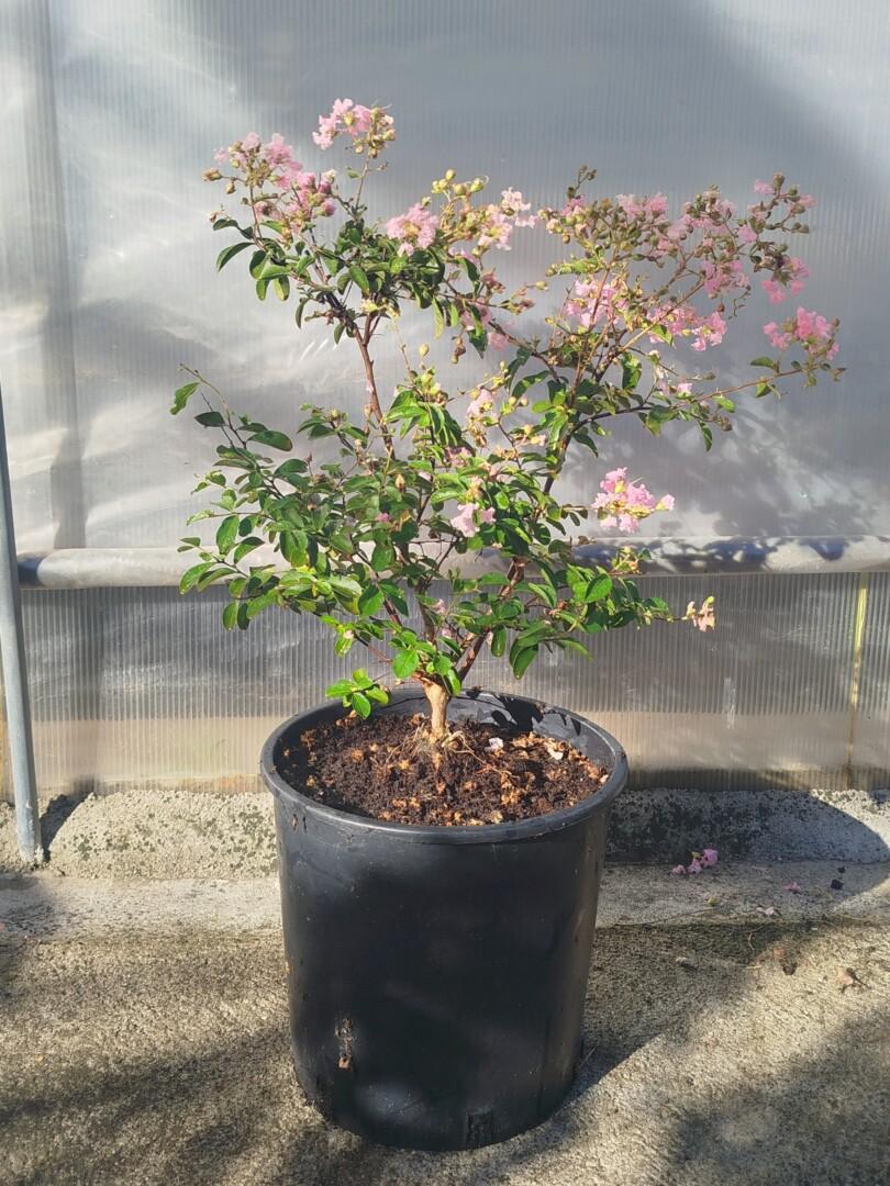 Lagerstroemia ind. Gaby Rose - Moretini Lagerstroemia indica ‘Gaby Rose’ – lagerstremija