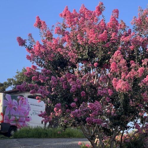 Lagerstroemia ind. - Moretini1 Lagerstroemia indica ‘Gaby Rose’ – lagerstremija