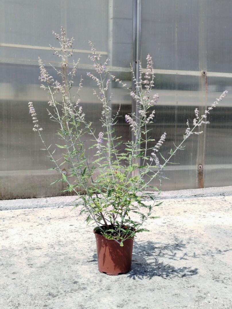 Perovskia Atriplicifolia Blue Spire - Moretini Perovskia atriplicifolia 'Blue Spire' – perovskija