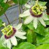 Passiflora edulis - Moretini Passiflora edulis – marakuja