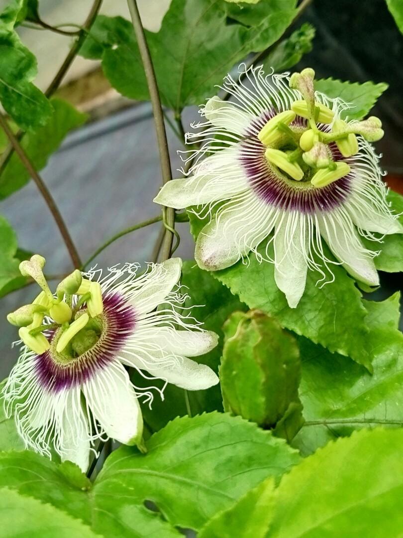 Passiflora edulis - Moretini Passiflora edulis – marakuja